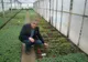 Studiu despre tomatele românești premiat la Congresul Internaţional de Horticultură de la Istanbul