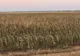 Agricultura buzoiană afectată de lipsa apei din sol și lipsa ploilor