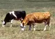 Bănuiţi de furt de animale, identificaţi şi depistaţi de poliţişti 