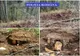 Bărbat din Căneşti cercetat pentru tăiere ilegală şi furt de arbori