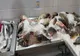 DSVSA Buzău a retras de pe piață peste 600 de kilograme de pește. Au descoperit o larvă periculoasă 