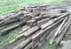 Patru bărbați din Merei au sustras 37 de spalieri de pe un teren cultivat cu viţă de vie