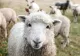 Focar de variolă la o fermă de oi din Buzău. 1.800 de animale sacrificate