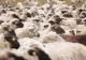 Pesta micilor rumegătoare lovește sectorul de ovine din România. Avertisment crunt: ”Vaccinarea oilor ar putea bloca exporturile și provoca pierderi uriașe”