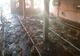Incendiu dezastruos pentru o fermă de pui din Glodeanu Siliștea