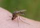 Cazul surprinzător al decesului unul gălățean: Bărbatul era infectat cu COVID-19 și West Nile