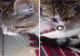 Poliția Animalelor Buzău îl ajută pe Motanul Micu să se recupereze