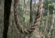 Tânăr de 18 ani spânzurat în grădină de un prun