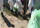 Pesta porcină africană a ajuns și la crescătoria de la Glodeanu Siliștea