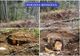 56 de arbori tăiați ilegal în zona împădurită din localitatea Balta Tocila