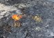 Surprinși în flagrant în timp ce incendiau mai mulţi saci din material plastic şi mai multe recipiente din plastic provenind de la produse pentru protecția plantelor